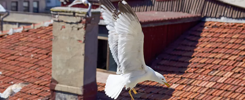 Residential Chimney Animal Removal Solution in Warner Robins, GA